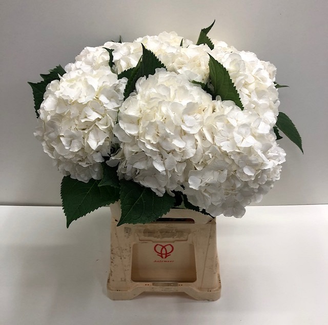 Hydrangea white verena.jpg